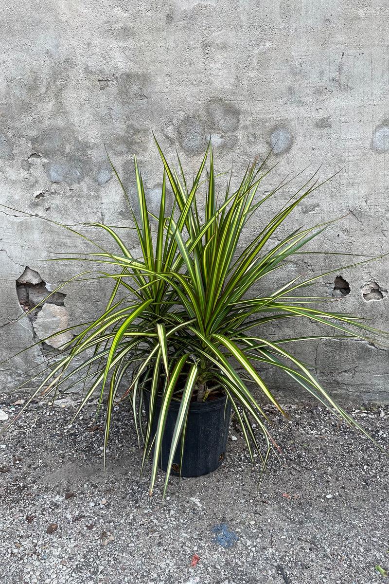 Dracaena Marginata Kiwi Bush - View 4 from www redcrocus com