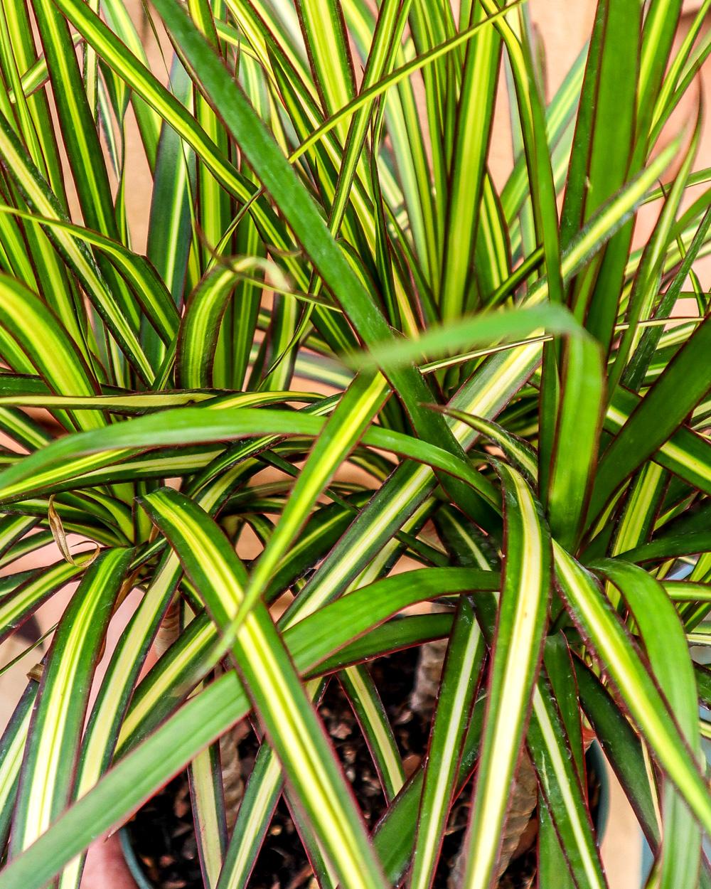 Dracaena Marginata Kiwi Bush - View 5 from www redcrocus com