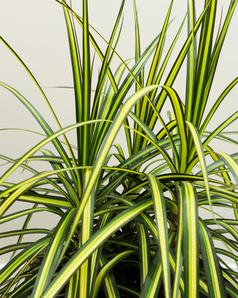 Dracaena Marginata Kiwi Bush - View 6 from www redcrocus com