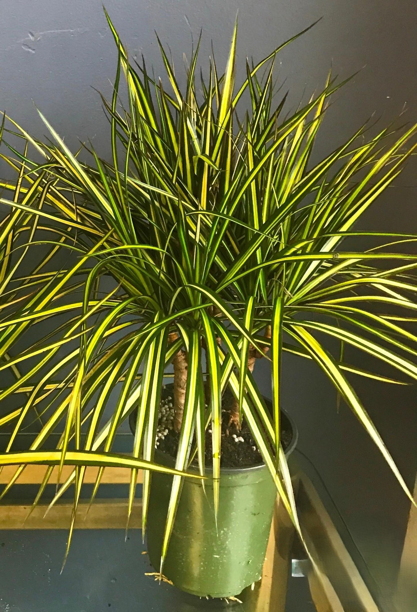 Dracaena Marginata Kiwi Bush - View 7 from www redcrocus com