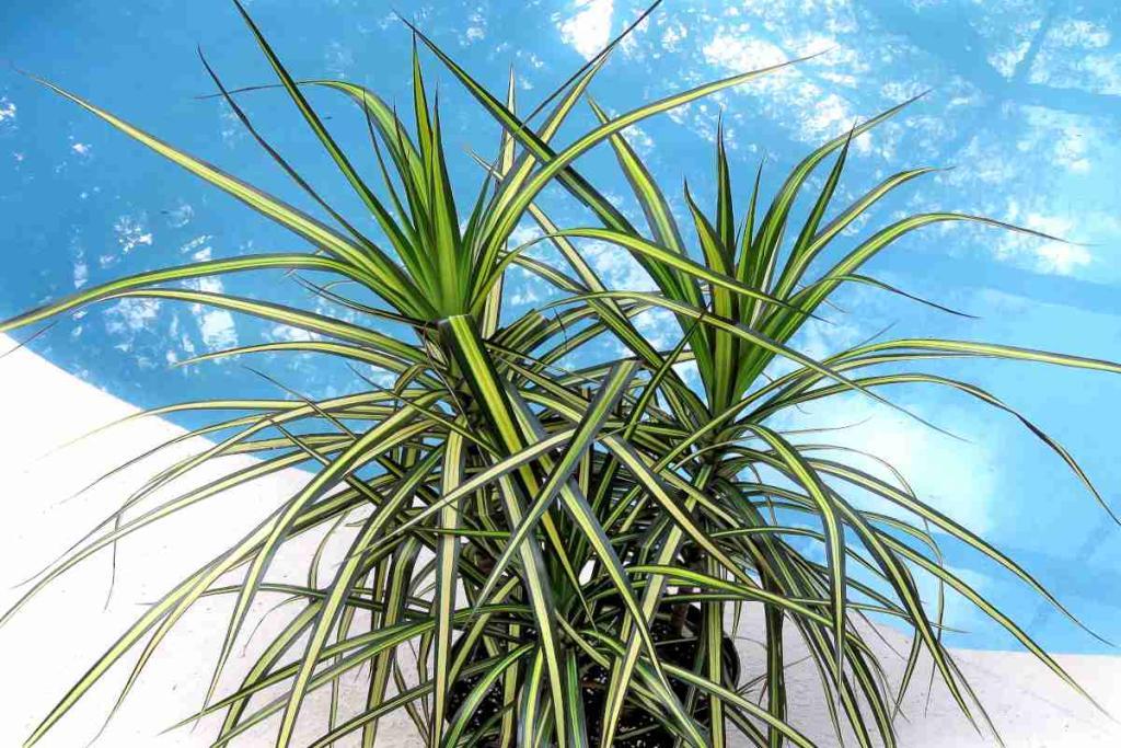 Dracaena Marginata Kiwi Bush - View 8 from www redcrocus com