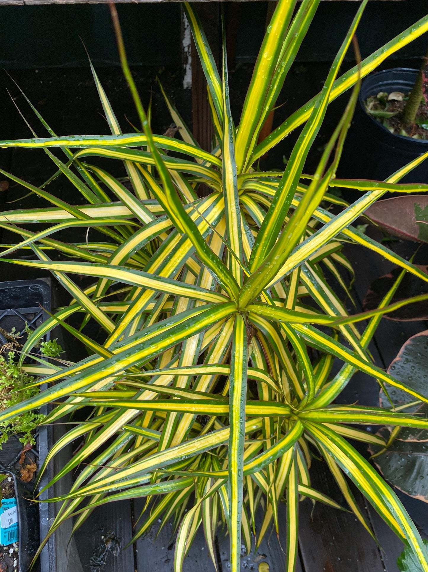 Dracaena Marginata Kiwi Bush - View 9 from www redcrocus com