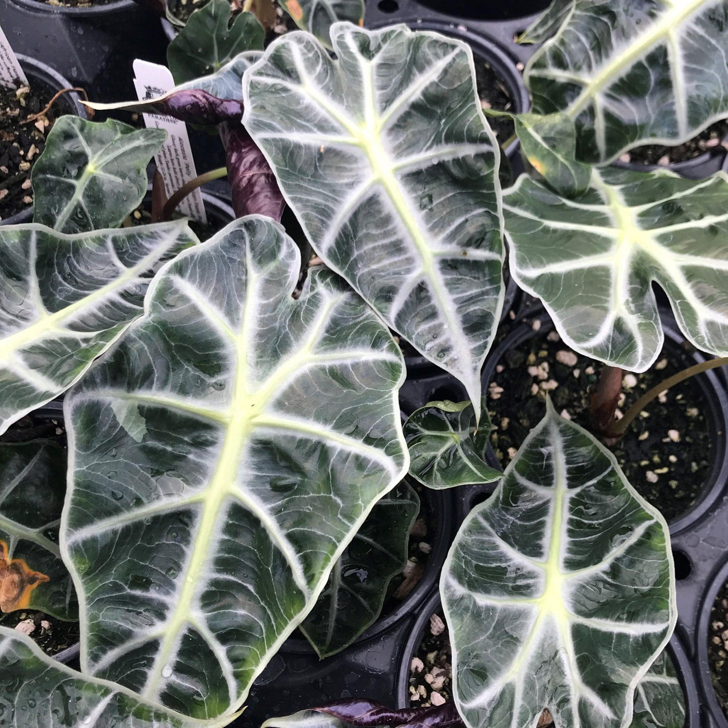 Alocasia Polly - View 10 from www redcrocus com