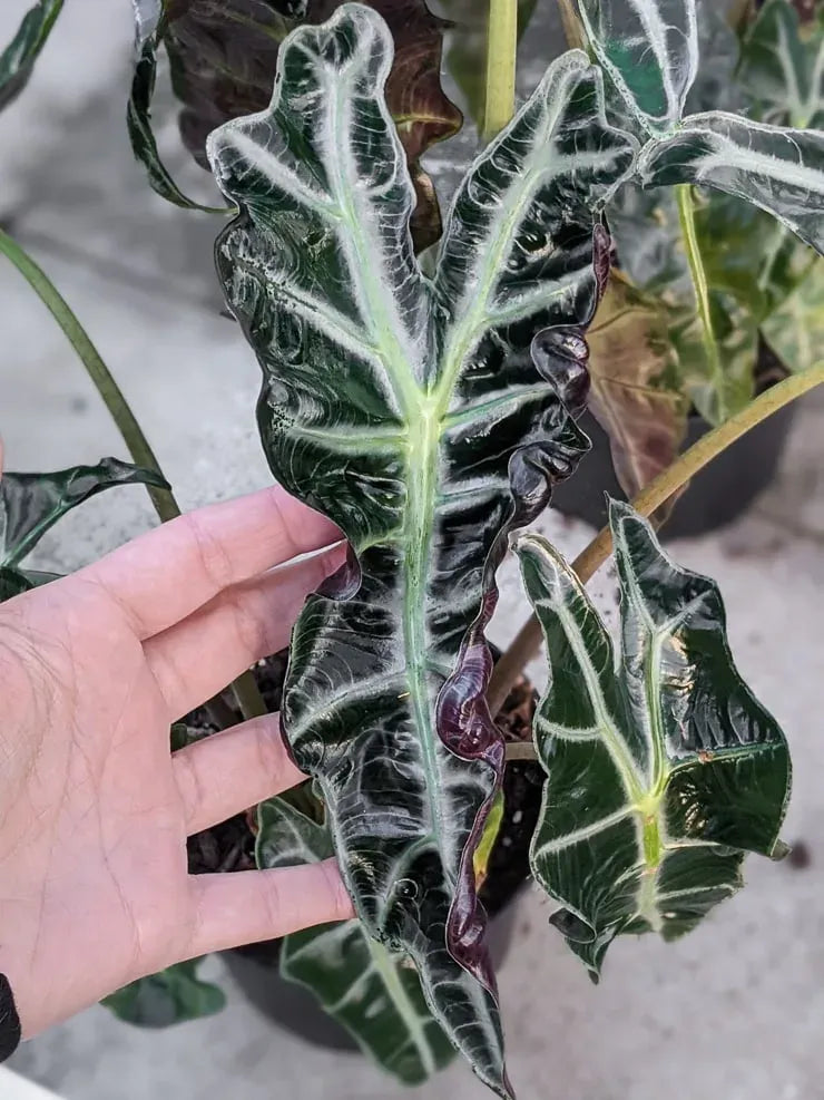 Alocasia Polly - View 14 from www redcrocus com