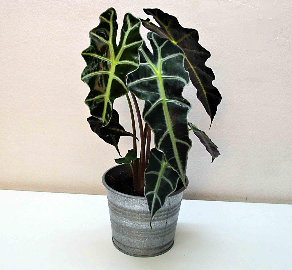 Alocasia Polly - View 15 from www redcrocus com