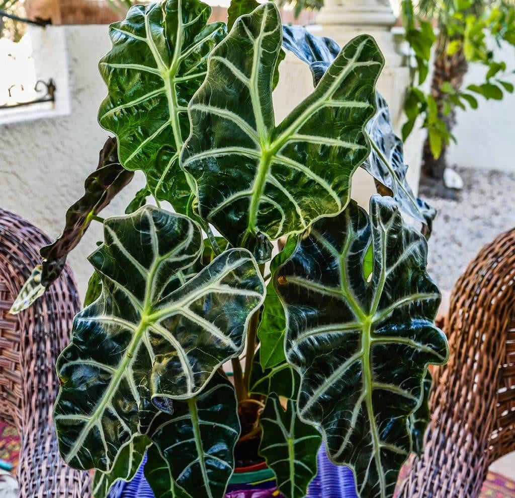 Alocasia Polly - View 16 from www redcrocus com