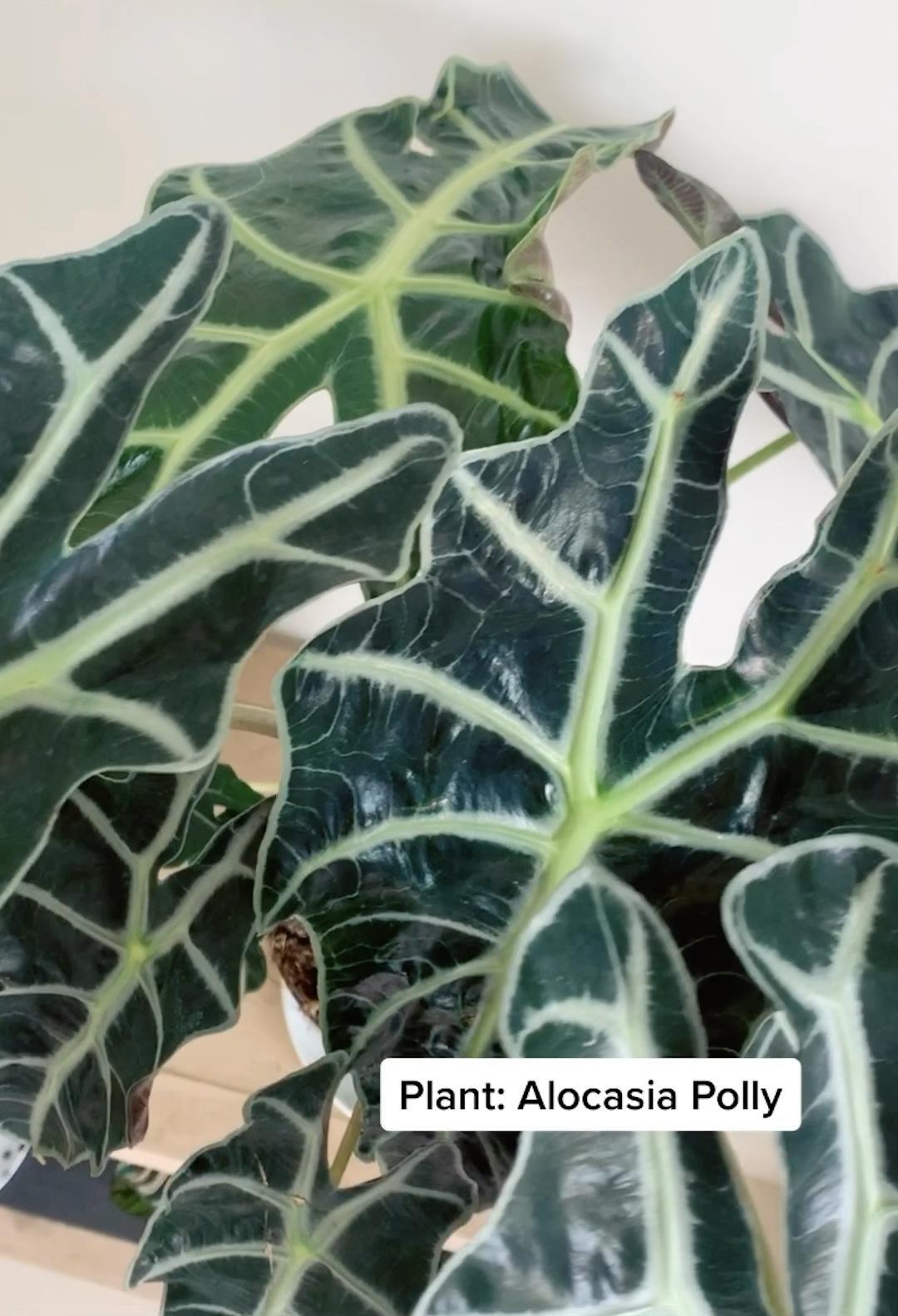 Alocasia Polly - View 18 from www redcrocus com