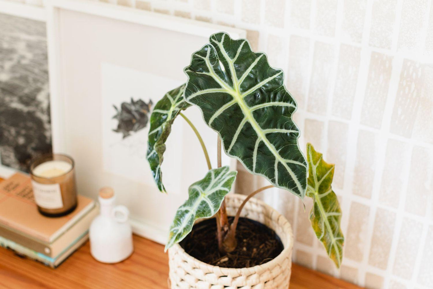 Alocasia Polly - View 5 from www redcrocus com