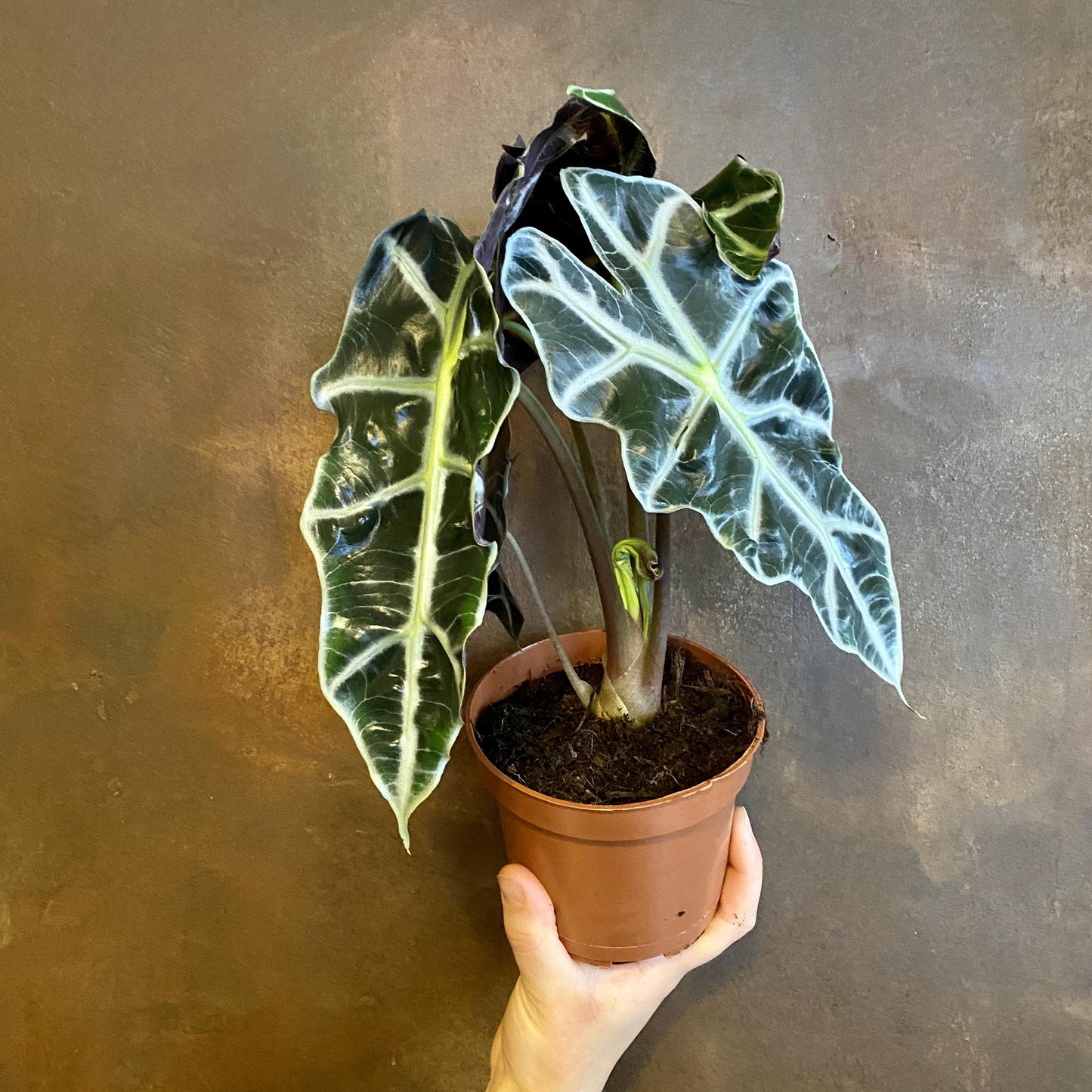 Alocasia Polly - View 6 from www redcrocus com