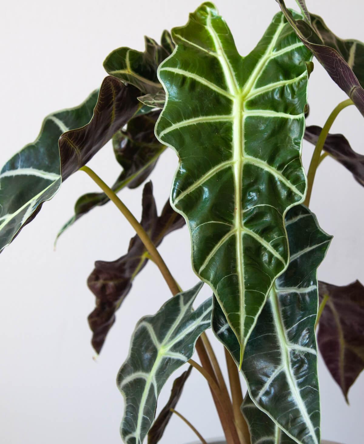 Alocasia Polly - View 7 from www redcrocus com