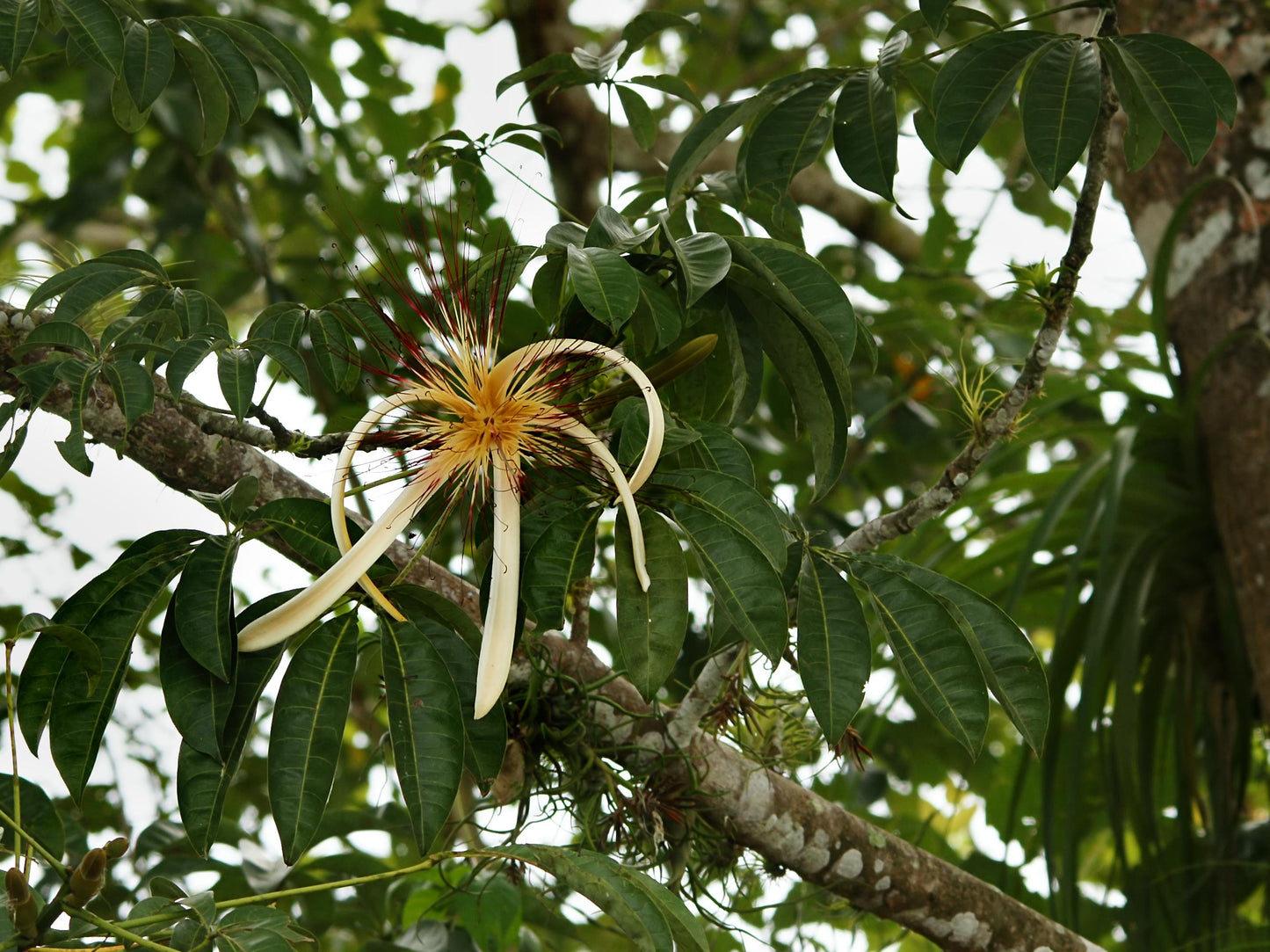Pachira Aquatica - View 3 from www redcrocus com