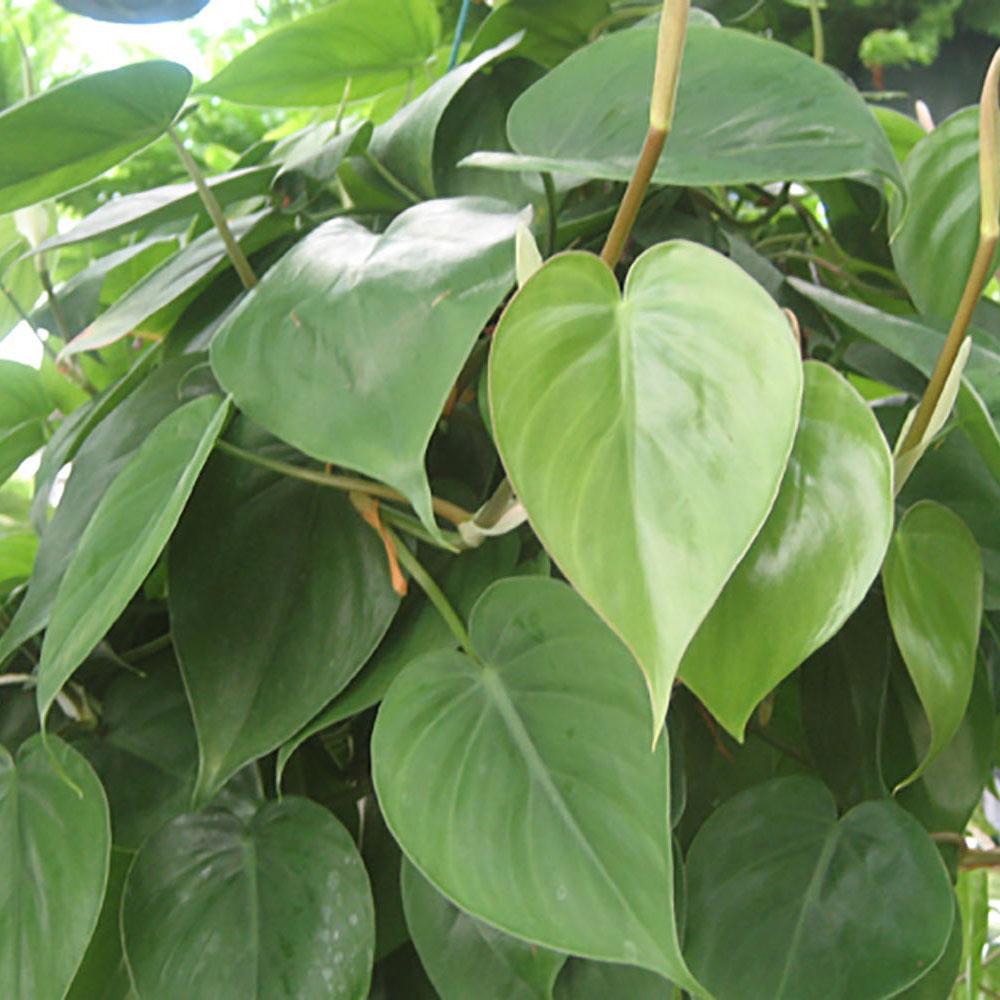 Philodendron Cordatum - View 10 from www redcrocus com