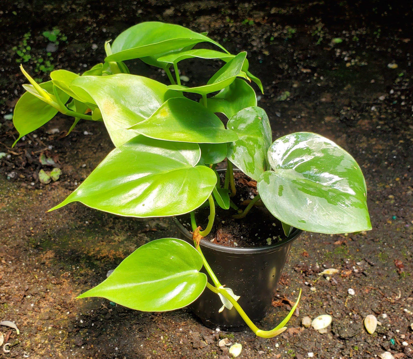 Philodendron Cordatum - View 15 from www redcrocus com