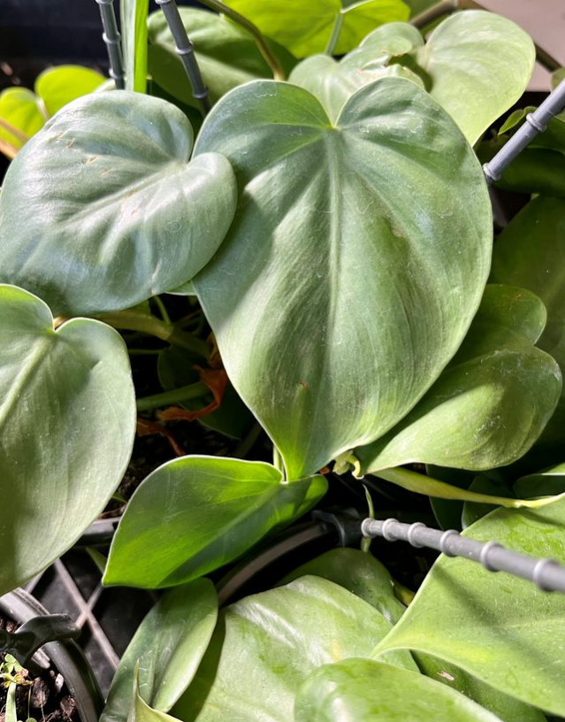 Philodendron Cordatum - View 16 from www redcrocus com