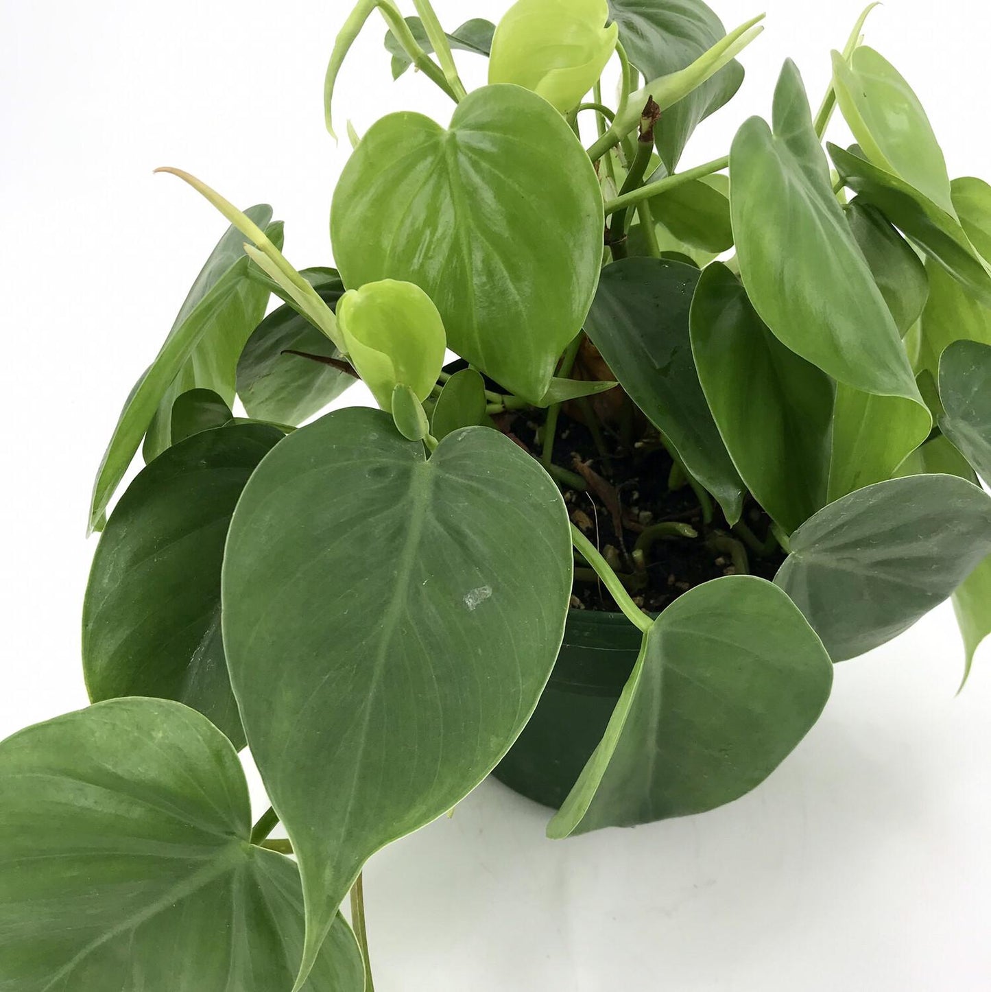 Philodendron Cordatum - View 19 from www redcrocus com