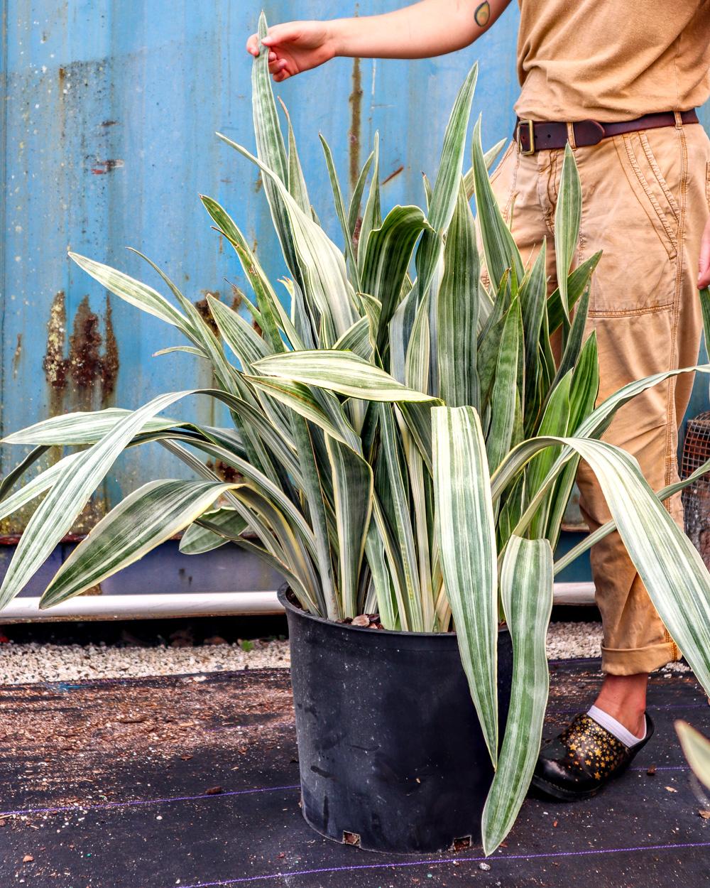 Sansevieria Sayuri - View 11 from www redcrocus com