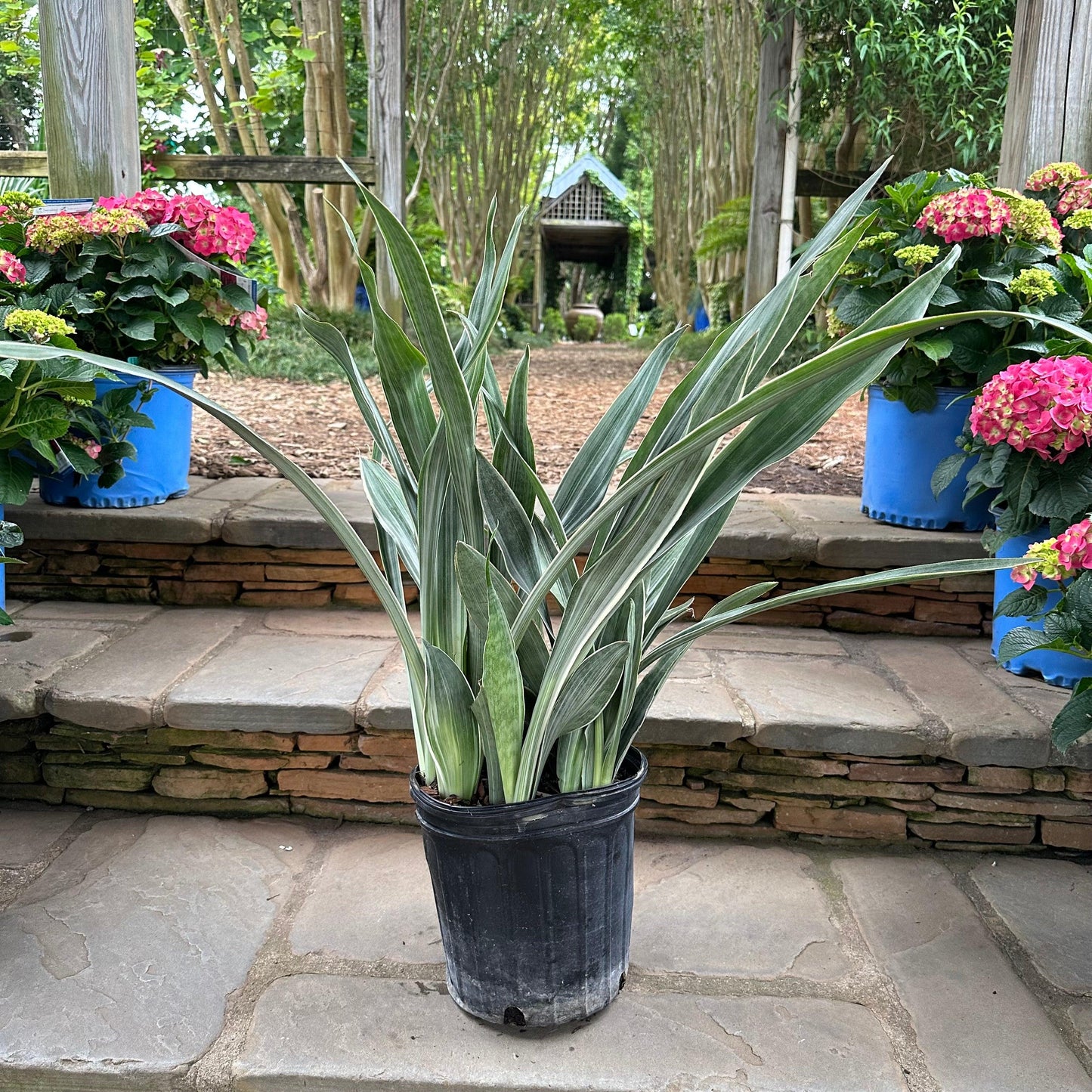 Sansevieria Sayuri - View 12 from www redcrocus com