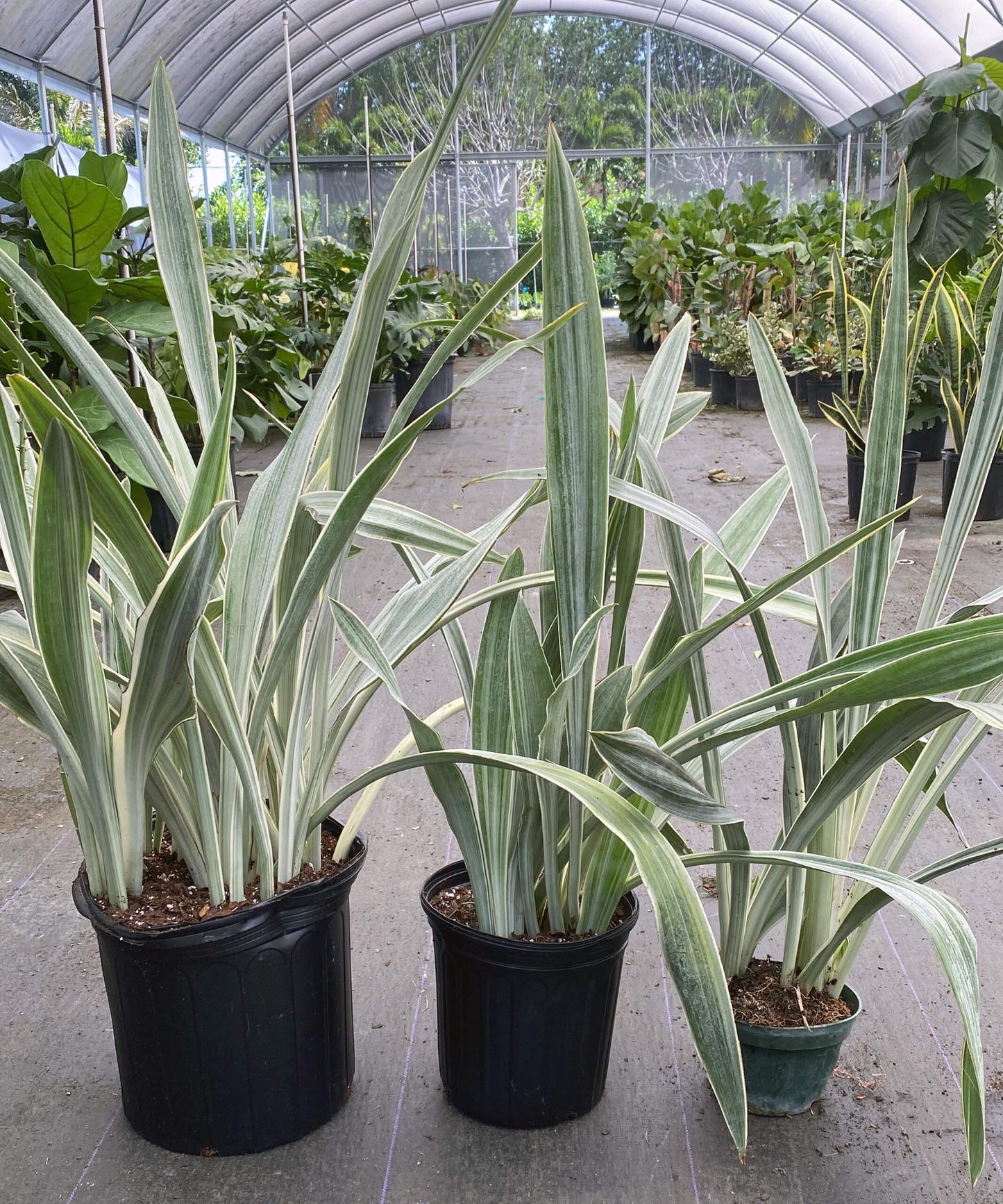 Sansevieria Sayuri - View 13 from www redcrocus com