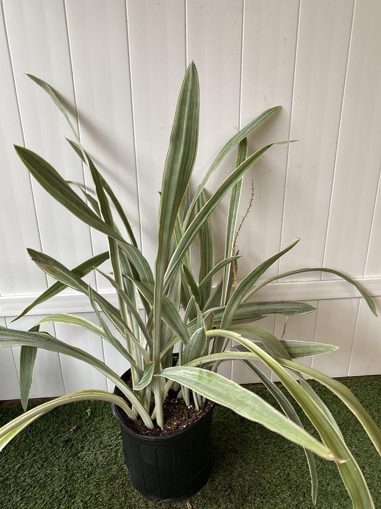 Sansevieria Sayuri - View 14 from www redcrocus com