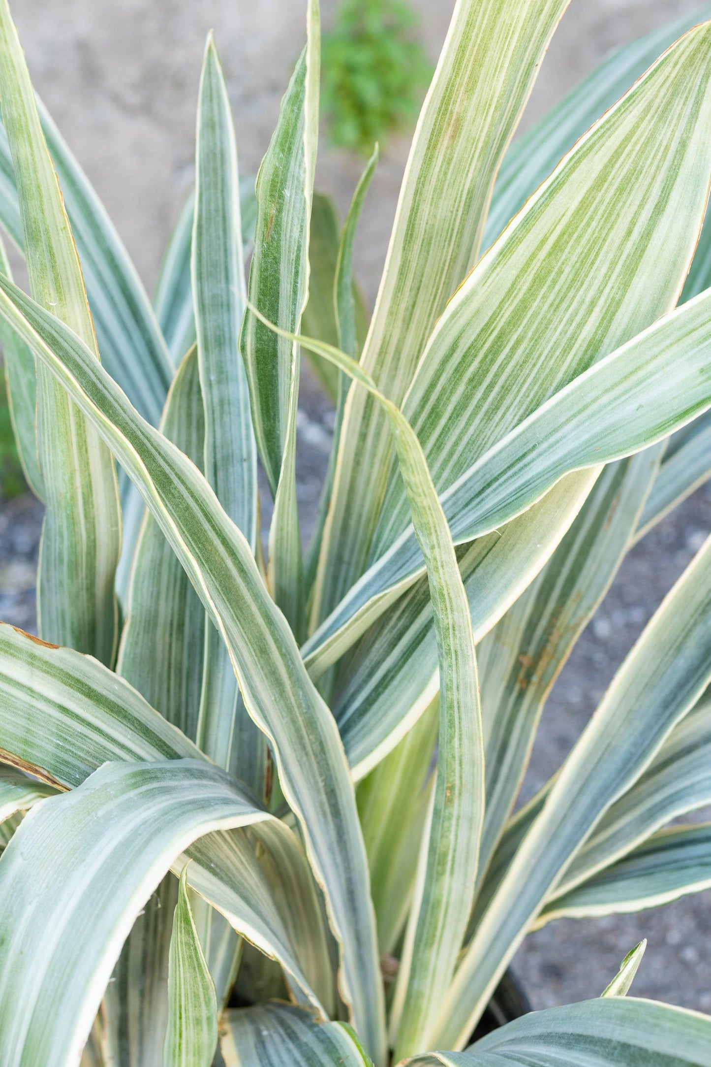 Sansevieria Sayuri - View 16 from www redcrocus com