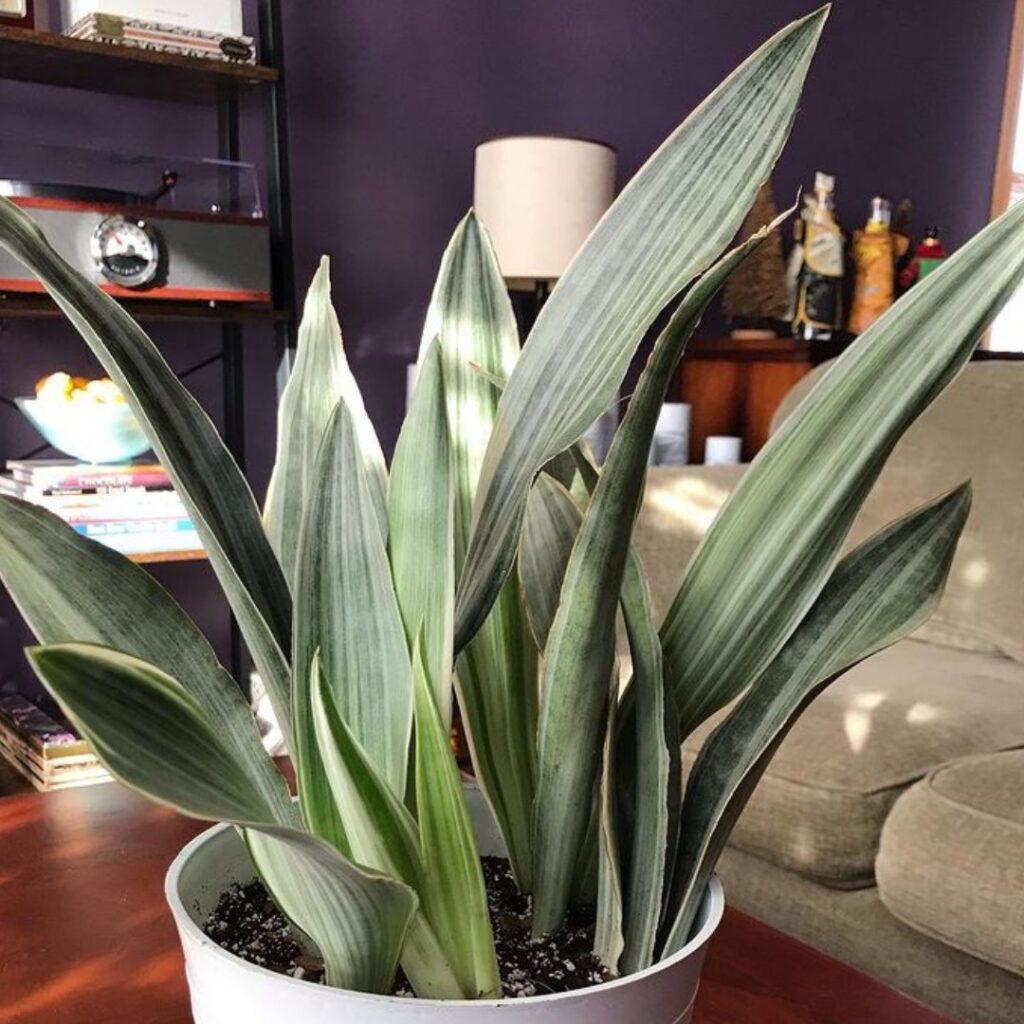 Sansevieria Sayuri - View 17 from www redcrocus com