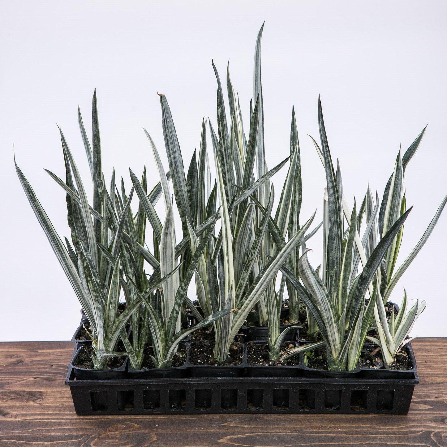 Sansevieria Sayuri - View 18 from www redcrocus com
