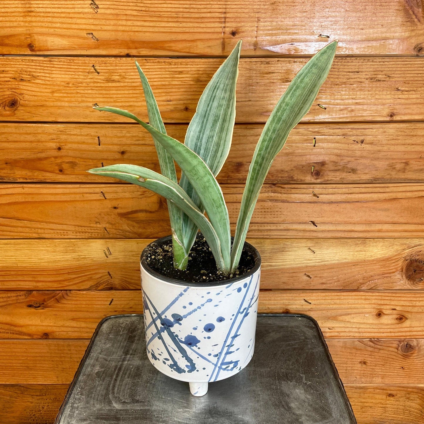 Sansevieria Sayuri - View 19 from www redcrocus com
