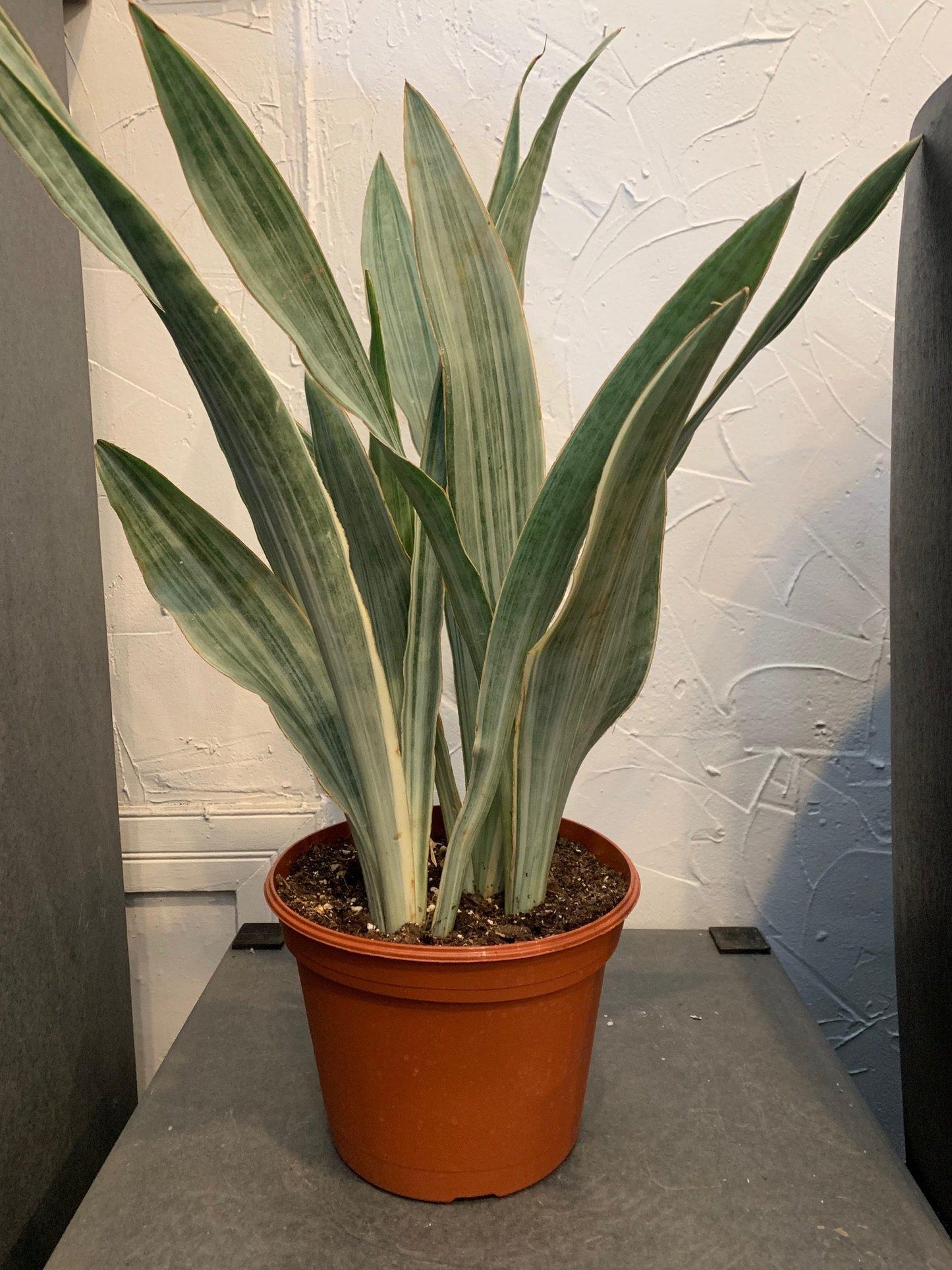 Sansevieria Sayuri - View 2 from www redcrocus com