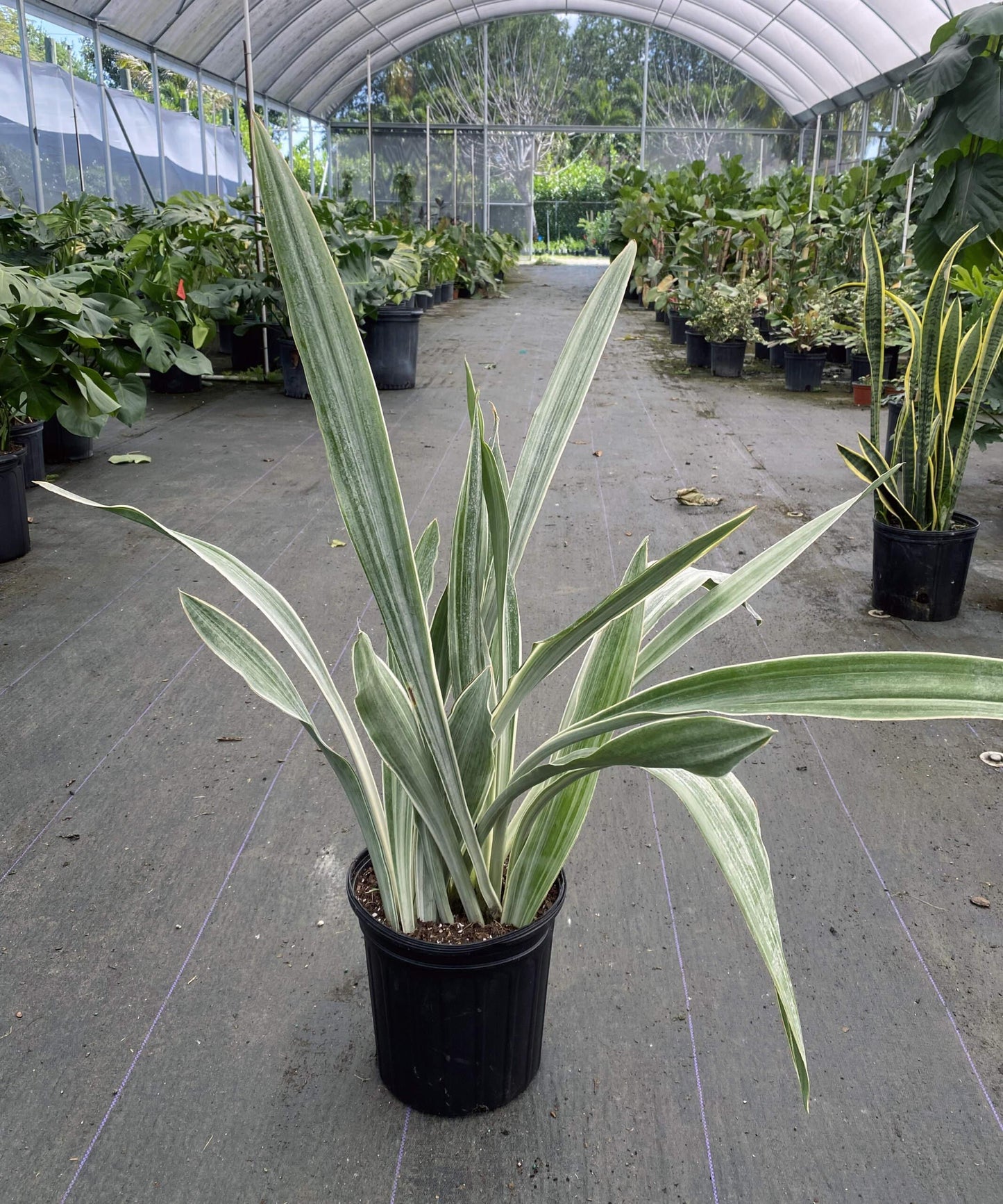 Sansevieria Sayuri - View 3 from www redcrocus com