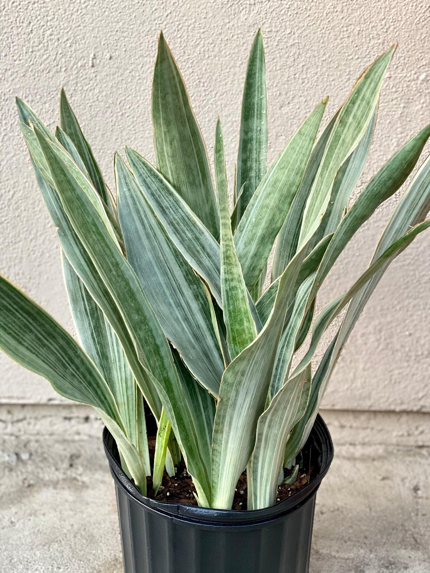 Sansevieria Sayuri - View 4 from www redcrocus com