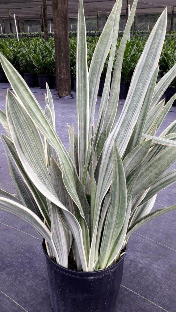 Sansevieria Sayuri - View 6 from www redcrocus com