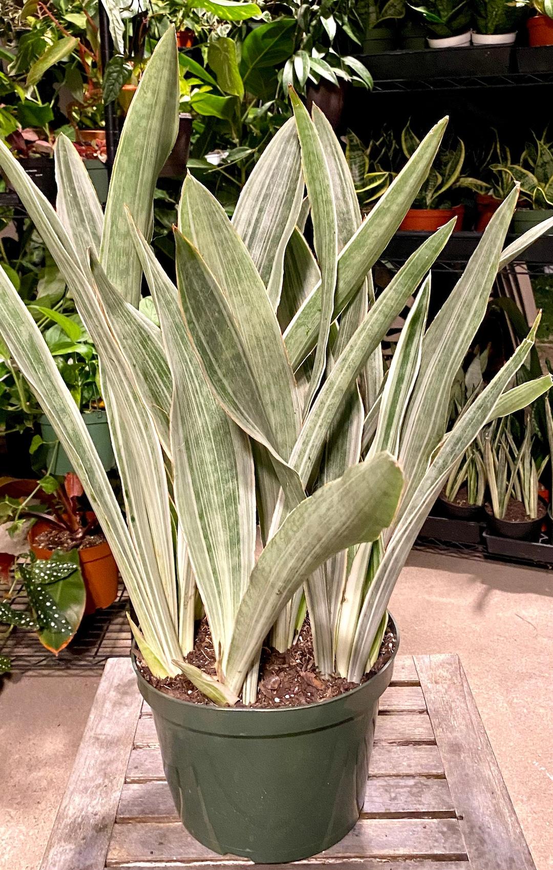Sansevieria Sayuri - View 8 from www redcrocus com