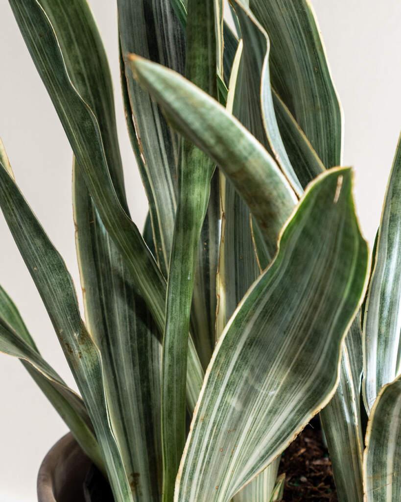 Sansevieria Sayuri - View 9 from www redcrocus com