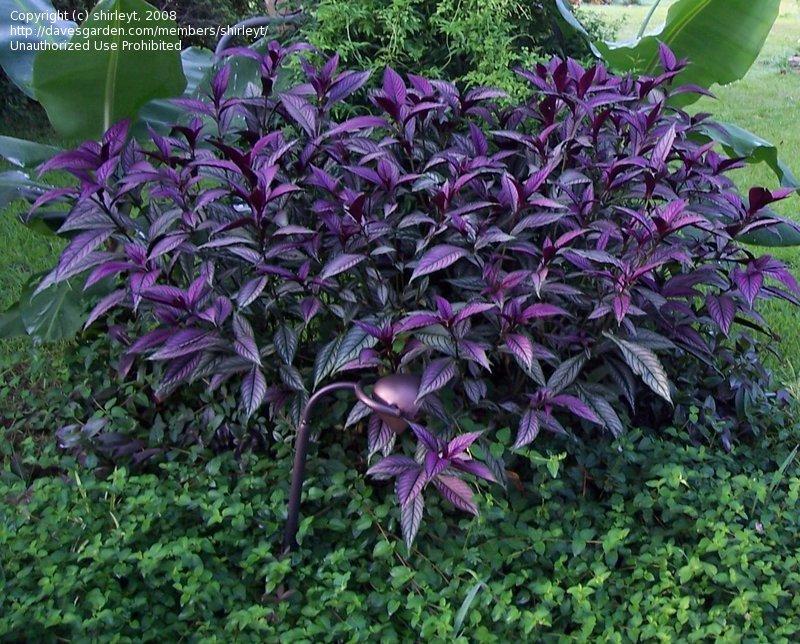Strobilanthes Dyerianus - View 16 from www redcrocus com