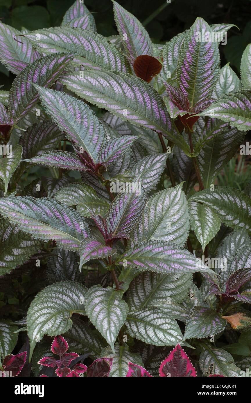 Strobilanthes Dyerianus - View 19 from www redcrocus com