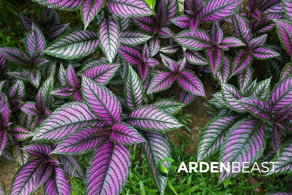 Strobilanthes Dyerianus - View 4 from www redcrocus com