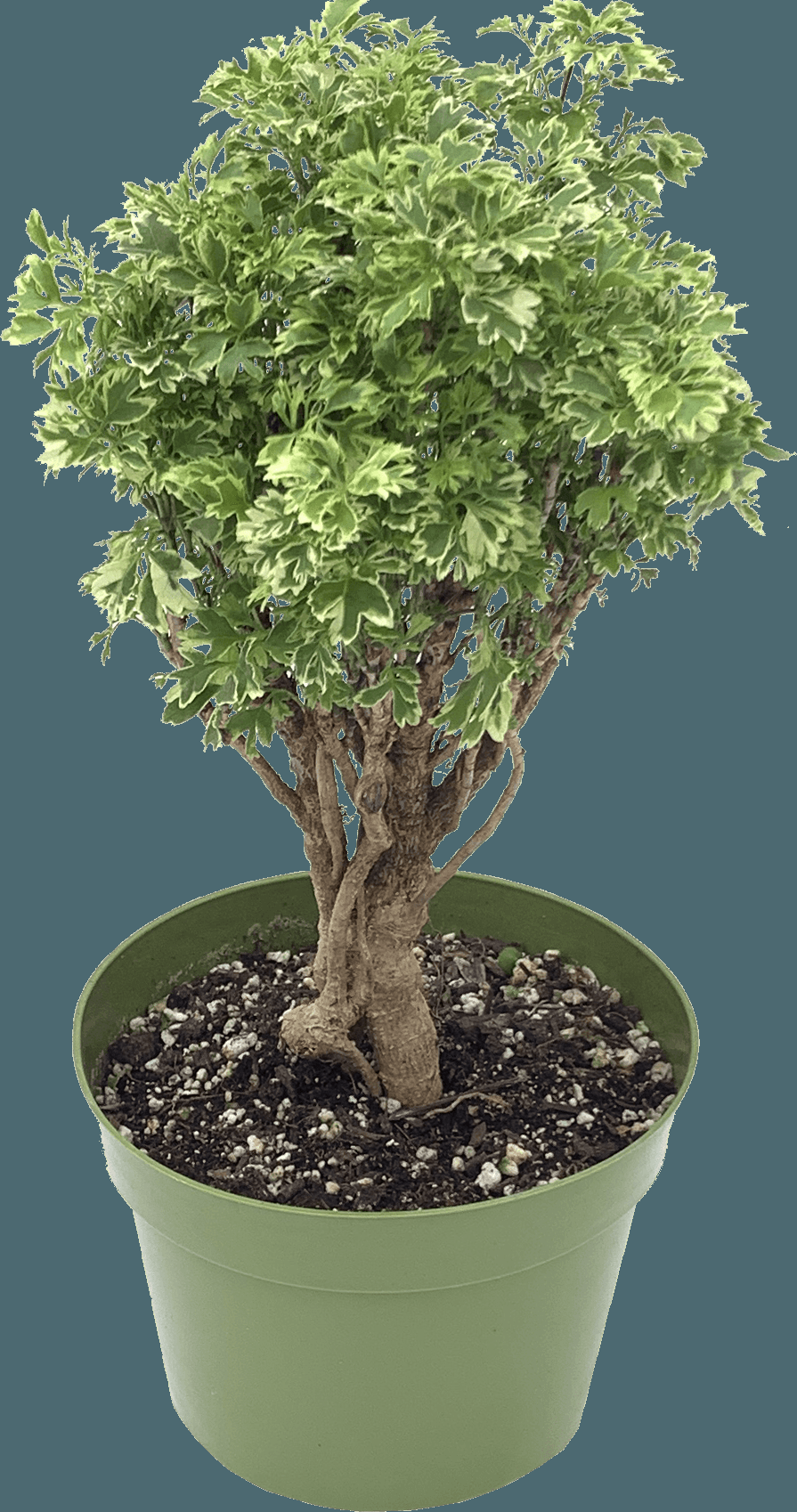 Aralia Polyscias Assorted - View 11 from www redcrocus com