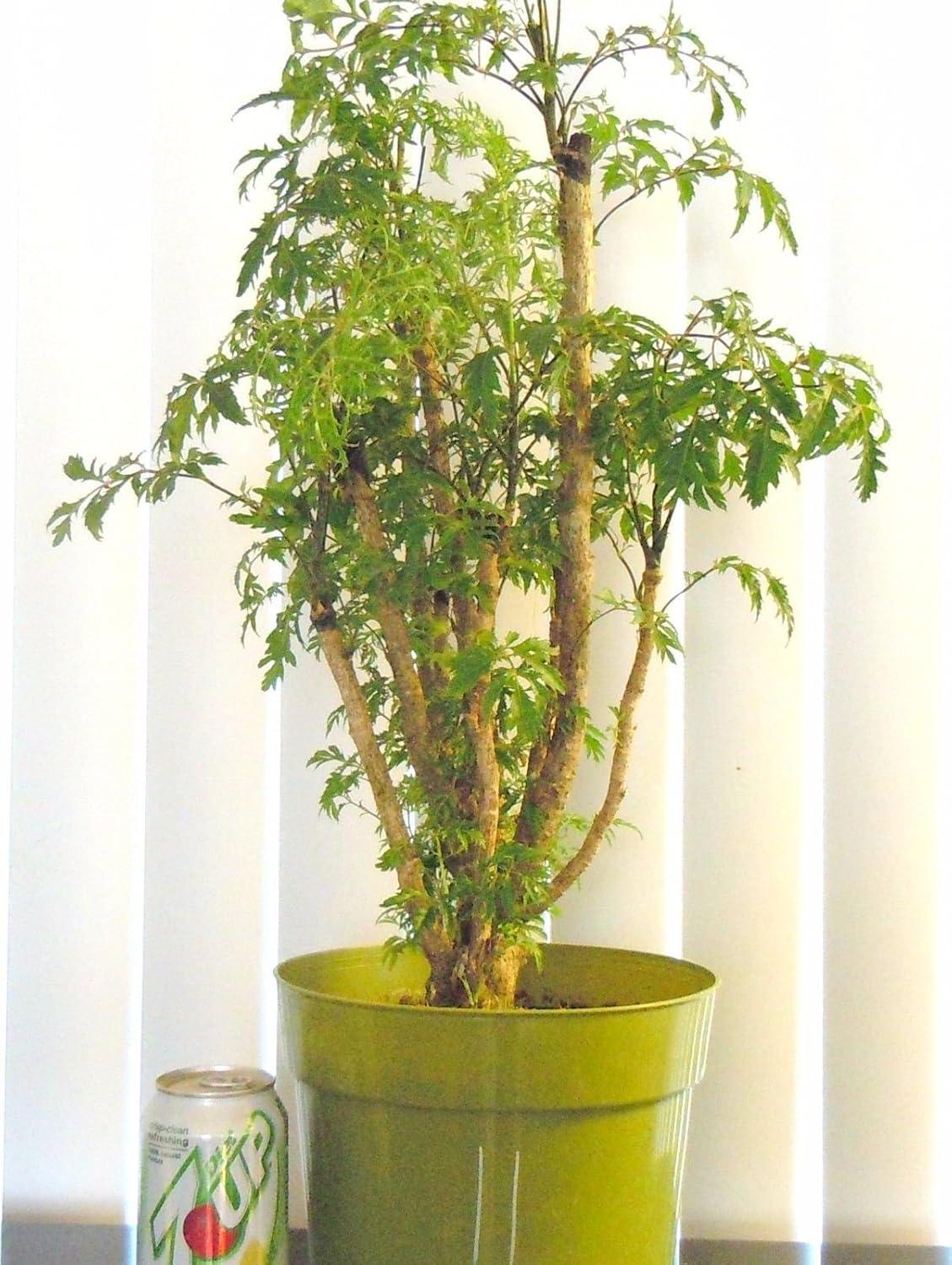 Aralia Polyscias Assorted - View 11 from www redcrocus com