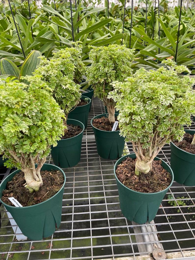 Aralia Polyscias Assorted - View 8 from www redcrocus com