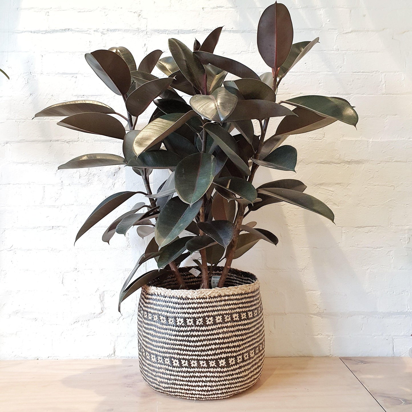 Ficus Elastica Burgundy - View 10 from www redcrocus com