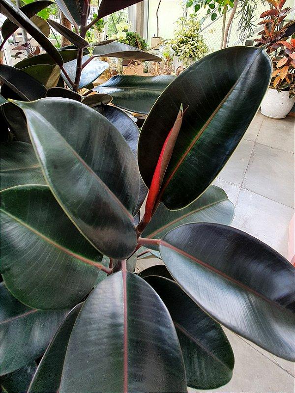 Ficus Elastica Burgundy - View 11 from www redcrocus com