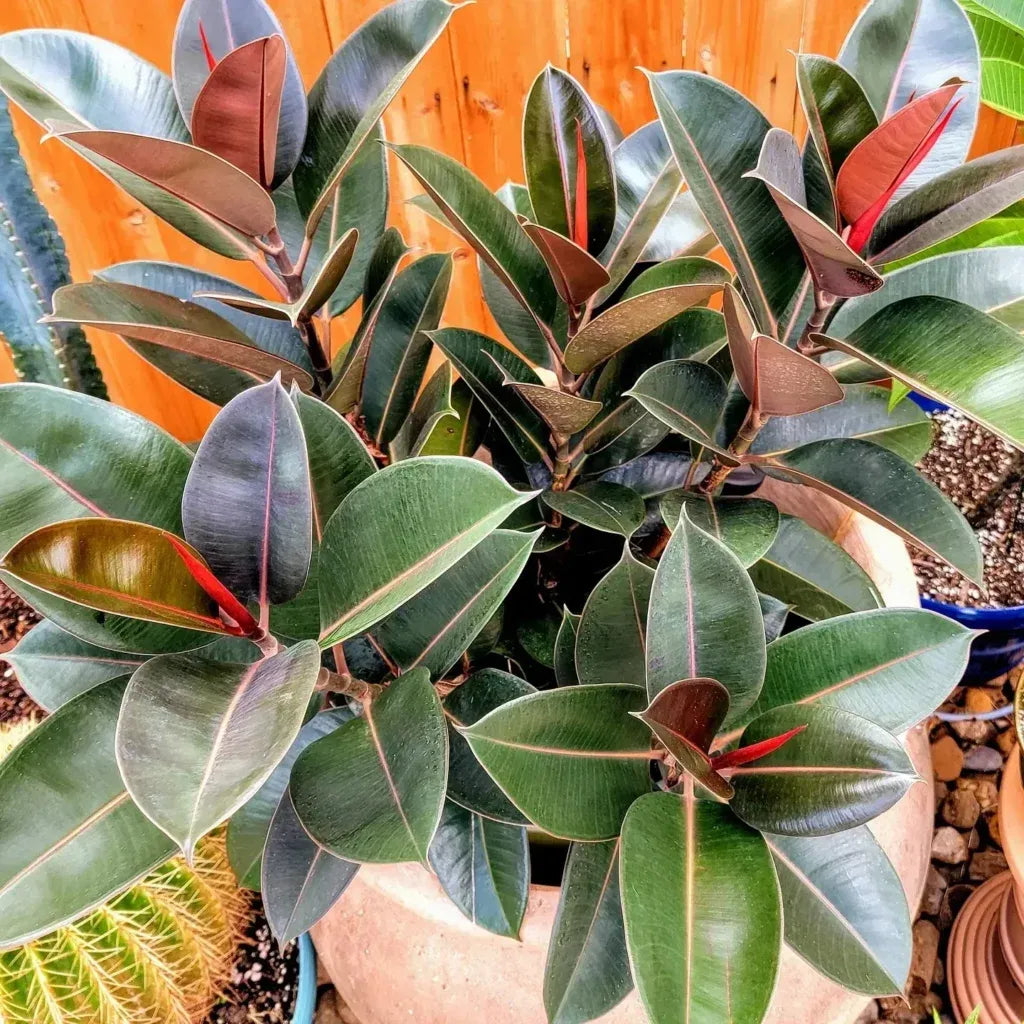 Ficus Elastica Burgundy - View 14 from www redcrocus com