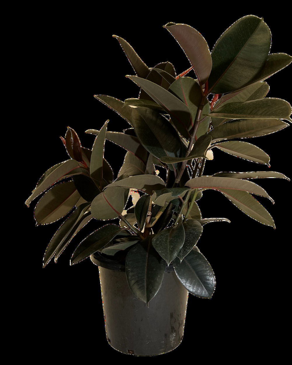 Ficus Elastica Burgundy - View 16 from www redcrocus com