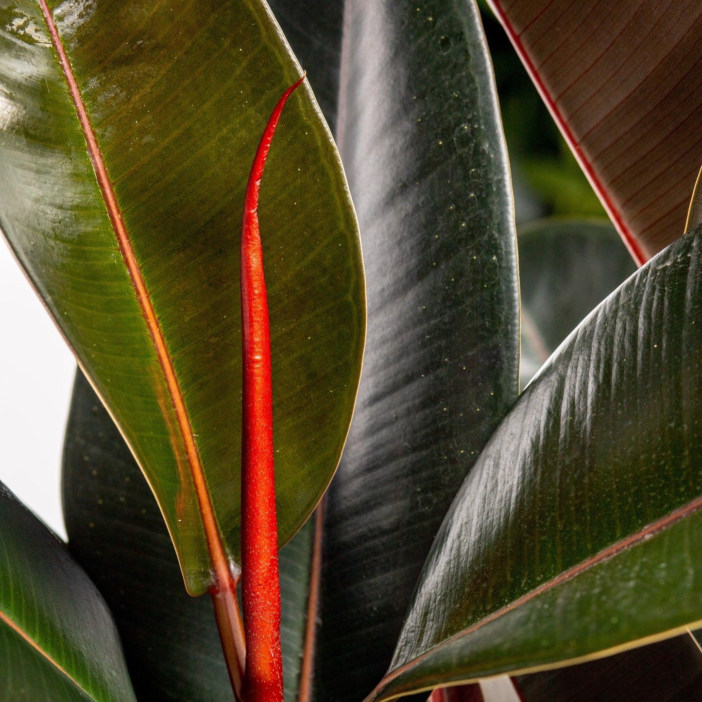 Ficus Elastica Burgundy - View 17 from www redcrocus com