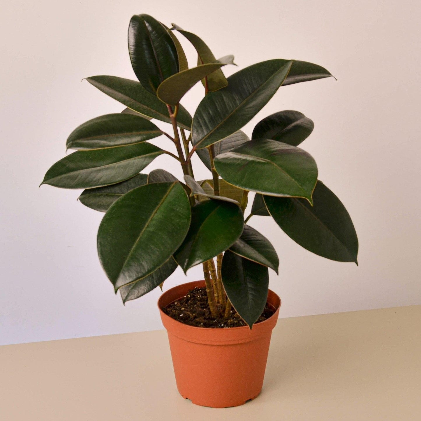 Ficus Elastica Burgundy - View 18 from www redcrocus com