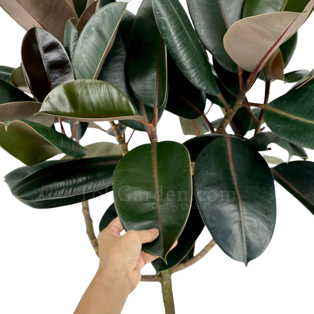 Ficus Elastica Burgundy - View 6 from www redcrocus com