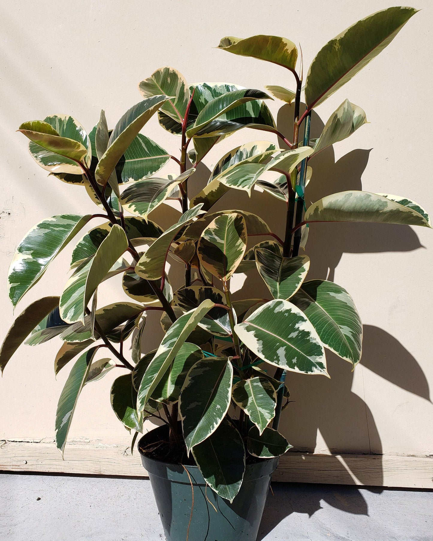Ficus Elastica Tineke - View 18 from www redcrocus com