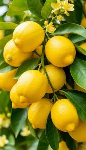 RedCrocus Meyer Lemon Citrus Tree- Fragrant, Edible, Indoor & Outdoor Bushy Lemon Plant, Pet Safe, Attracts Pollinators 10 Gallon