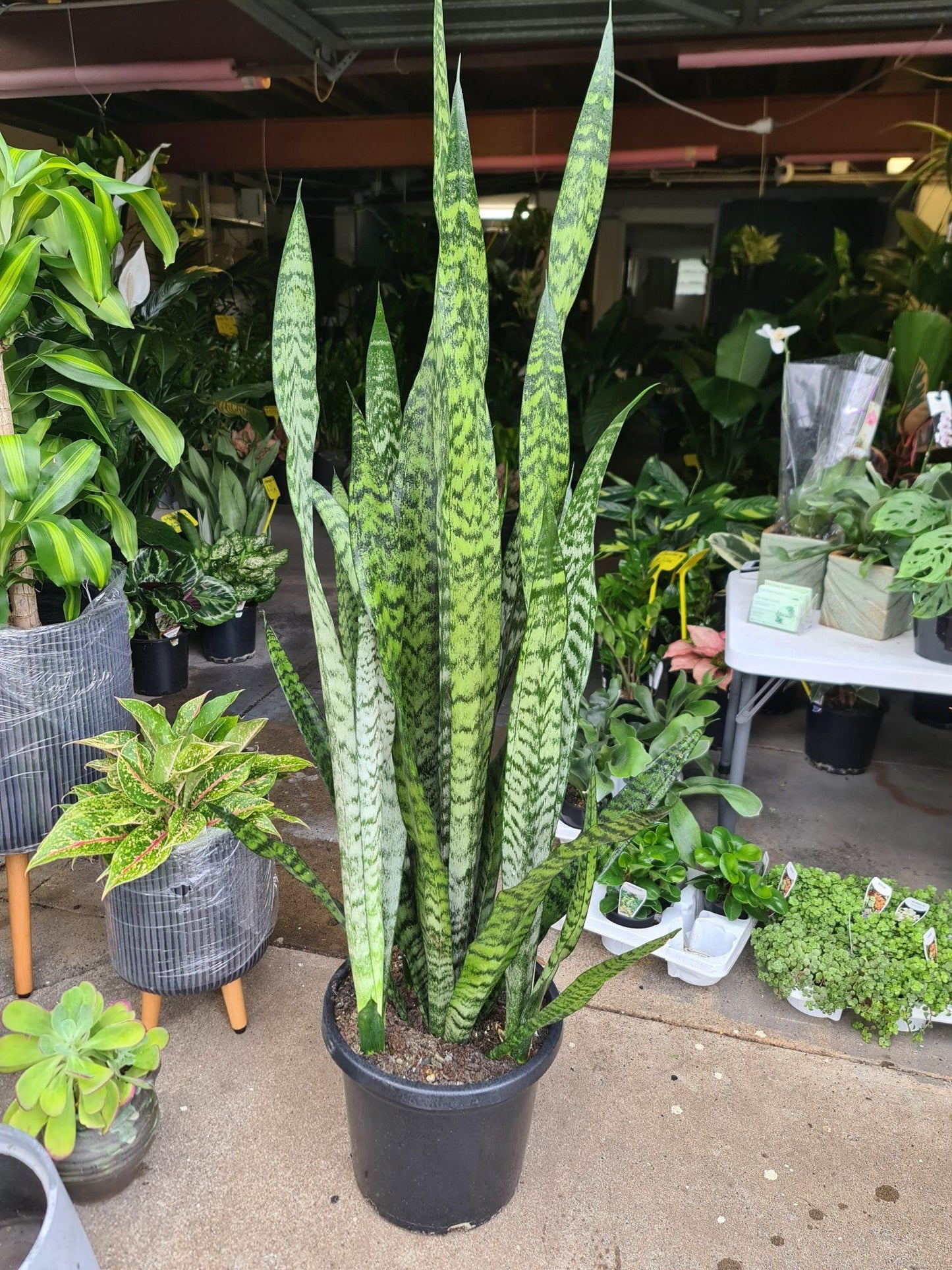 Sansevieria Trifasciata Zeylanica - View 10 from www redcrocus com