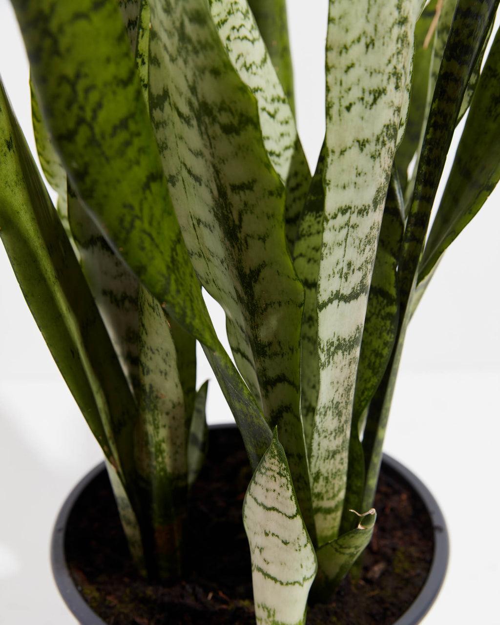 Sansevieria Trifasciata Zeylanica - View 11 from www redcrocus com